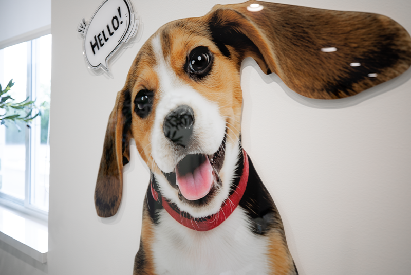Photo of a dog on a wall at the office saying hello