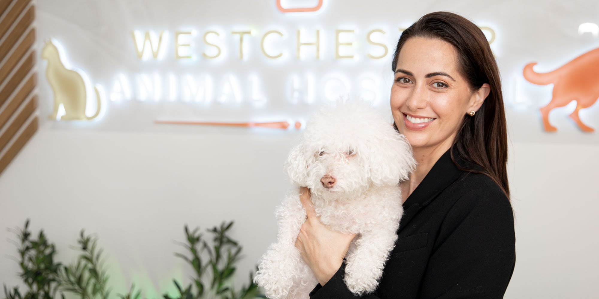 Dog mobility recovery and care