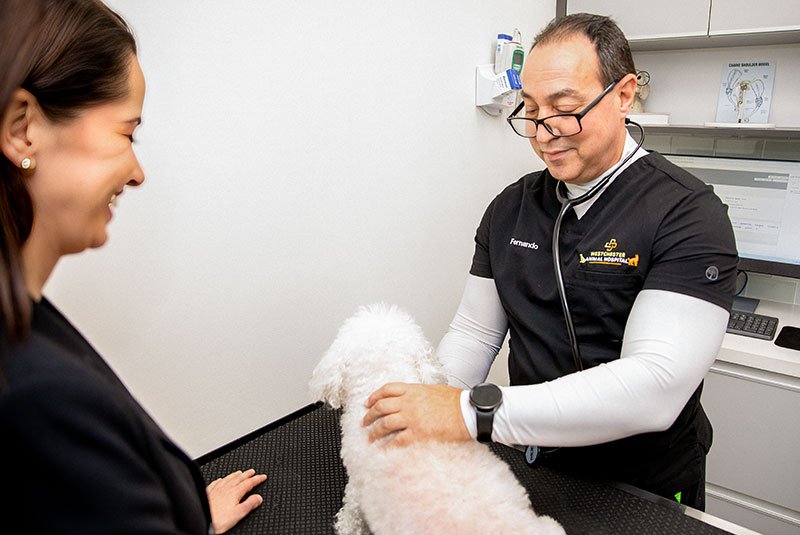 Expert surgical preparation with vet and patient